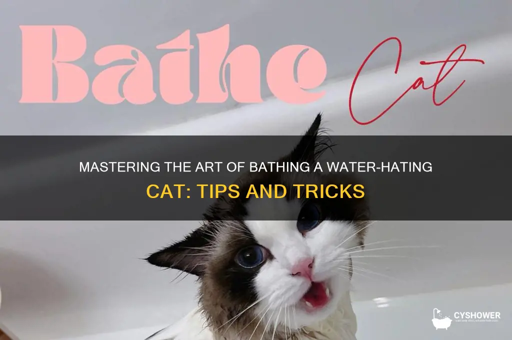how to shower a cat that hates water