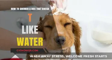Calmly Bathing Your Water-Hating Dog: Gentle Tips for Stress-Free Showers