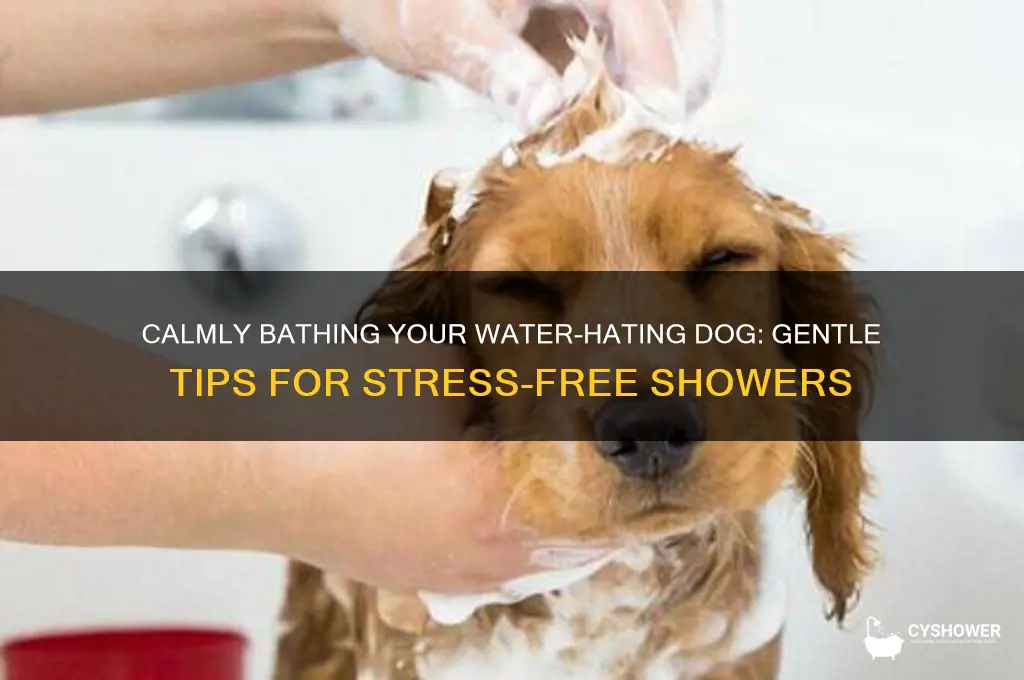 how to shower a dog that doesn t like water