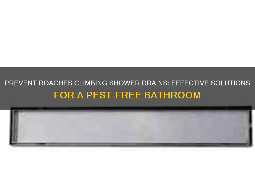 how to stop roaches from coming up the shower drain