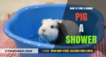 Gentle Guinea Pig Bathing Guide: Tips for a Stress-Free Shower