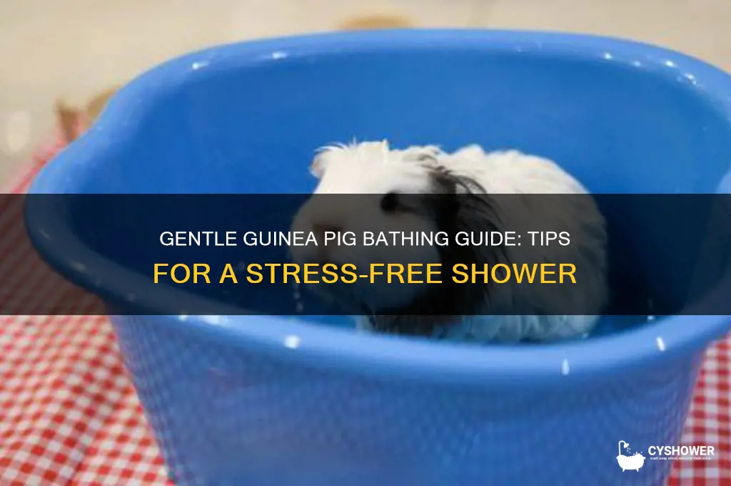 how to take a guinea pig a shower