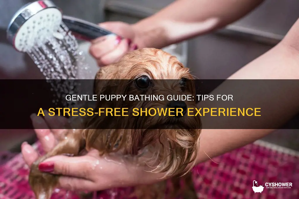 how to take a shower for a puppy