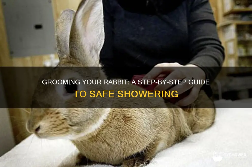 how to take a shower for rabbit