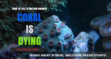 Is Your Meteor Shower Coral Dying? Signs and Solutions