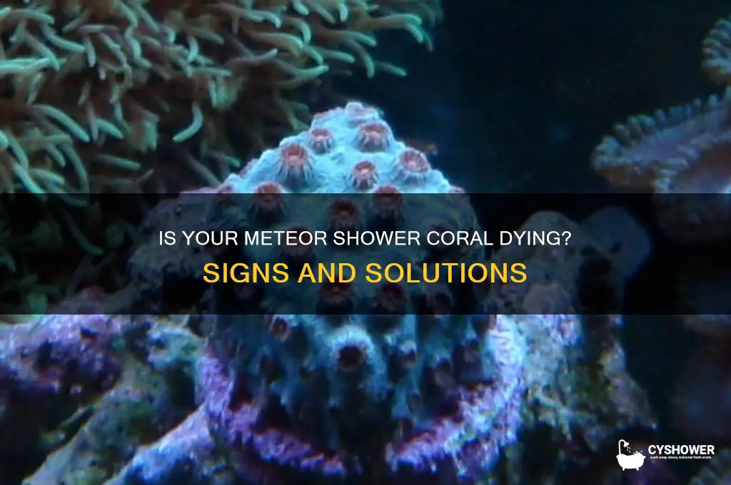 how to tell if meteor shower coral is dying