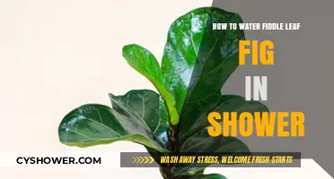 Shower Watering Guide: Easy Tips for Your Fiddle Leaf Fig