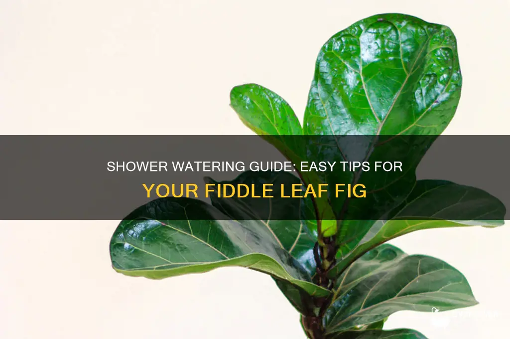 how to water fiddle leaf fig in shower
