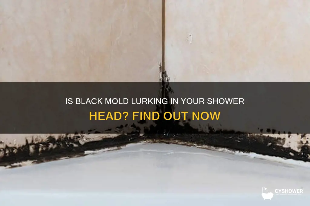 is black mold found in shower heads