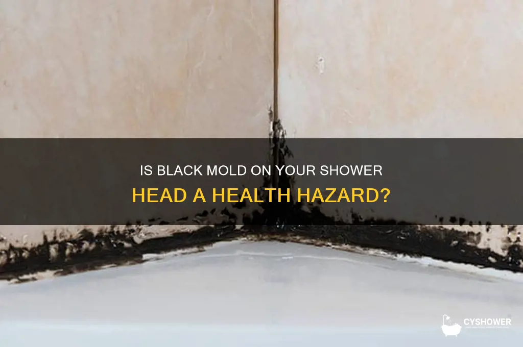 is black mold on shower head dangerous