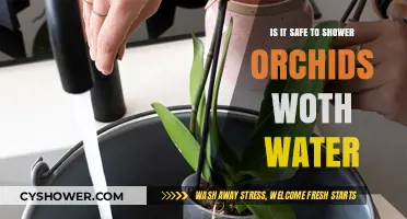 Showering Orchids: Safe Watering Tips for Healthy Blooms