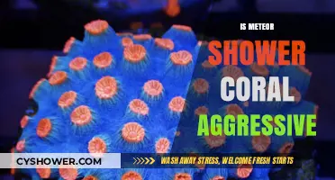 Is Meteor Shower Coral Aggressive? Unveiling Its Behavior and Impact