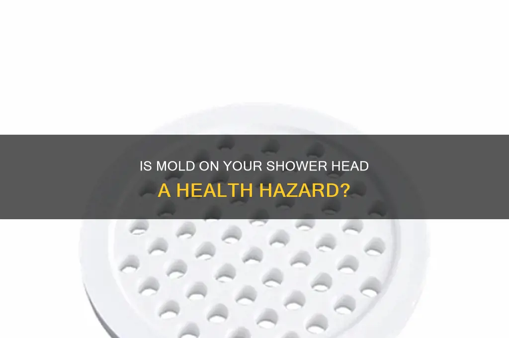 is mold on shower head dangerous