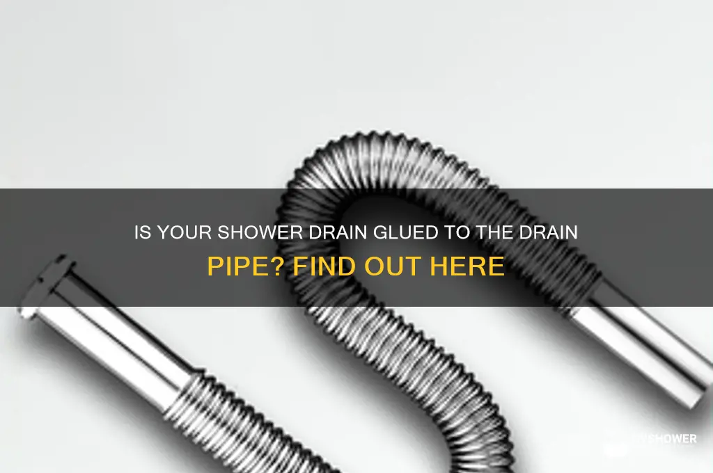 is shower drain glued to drain pipe