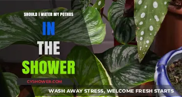 Shower Watering for Pothos: Benefits, Tips, and Best Practices
