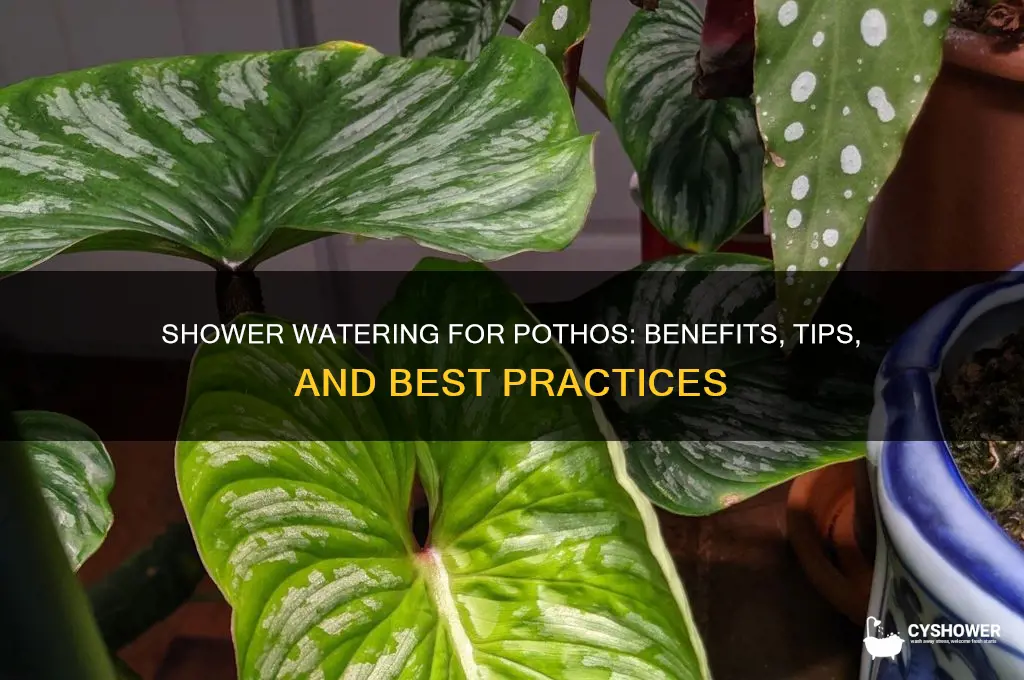 should i water my pothos in the shower