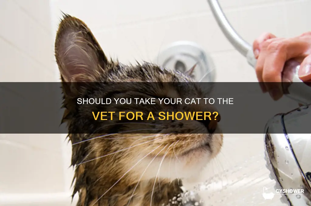 should you take cat ti vet to get a shower