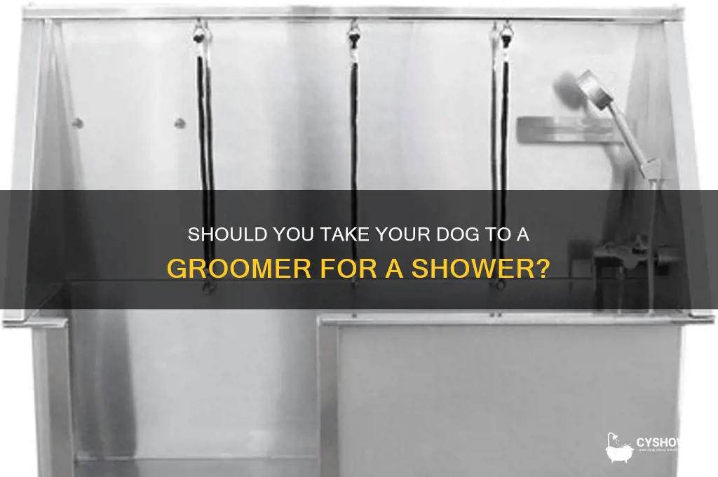 should you take your dog to groomer for shower