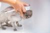 shower head