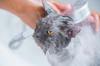 shower take