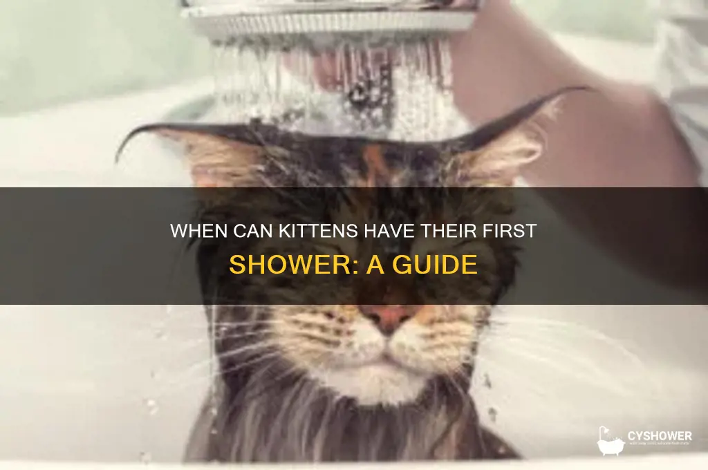 what age can i shower my kitten