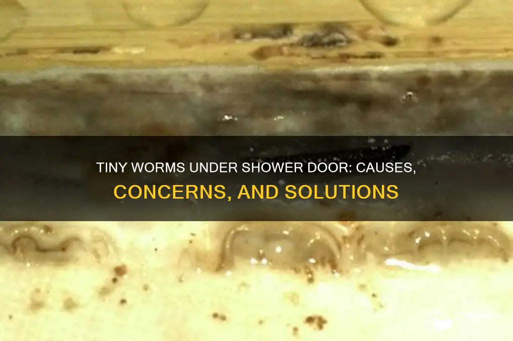 what are the little worms coming from under shower door