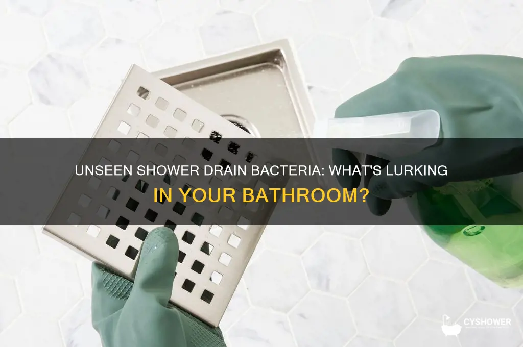 what bacteria lives in your shower drain