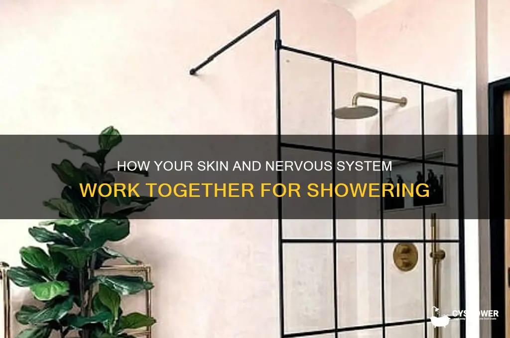 what body system is used to take a shower