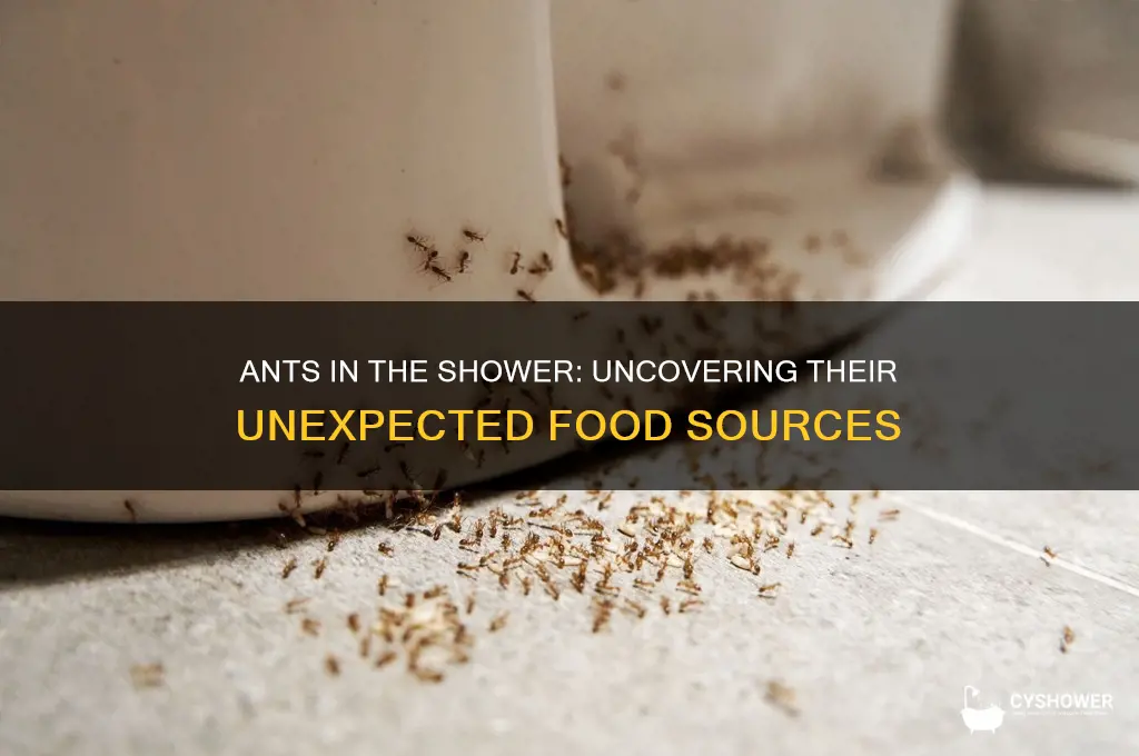 what can ants find for food in the shower