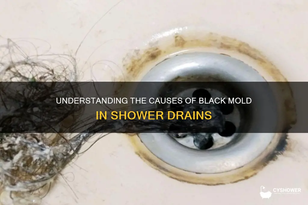 what causes black mold in shower drain