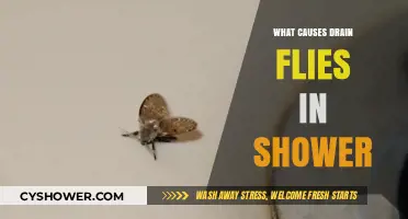 Why Drain Flies Invade Showers: Causes and Prevention Tips