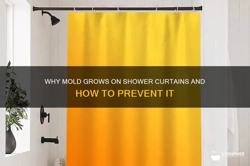 what causes mold on a shower curtain