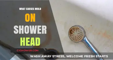 Why Mold Grows on Shower Heads and How to Prevent It