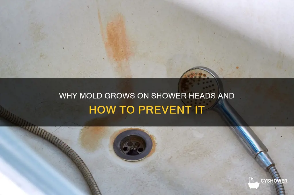 what causes mold on shower head