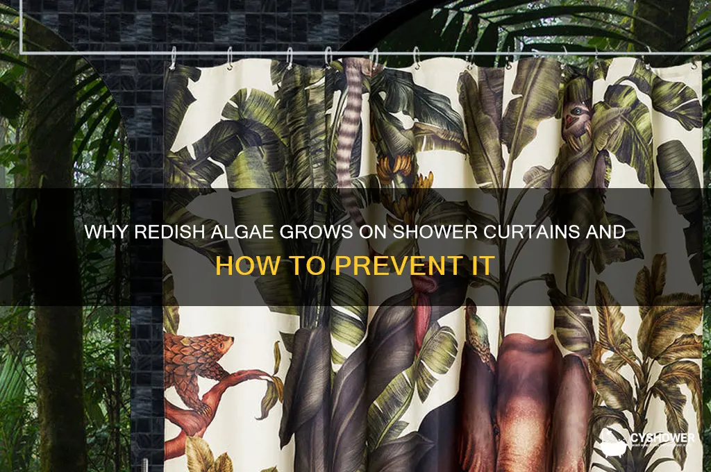 what causes redish algae buildup on shower curtains