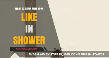 Identifying Drain Flies: Appearance and Signs in Your Shower