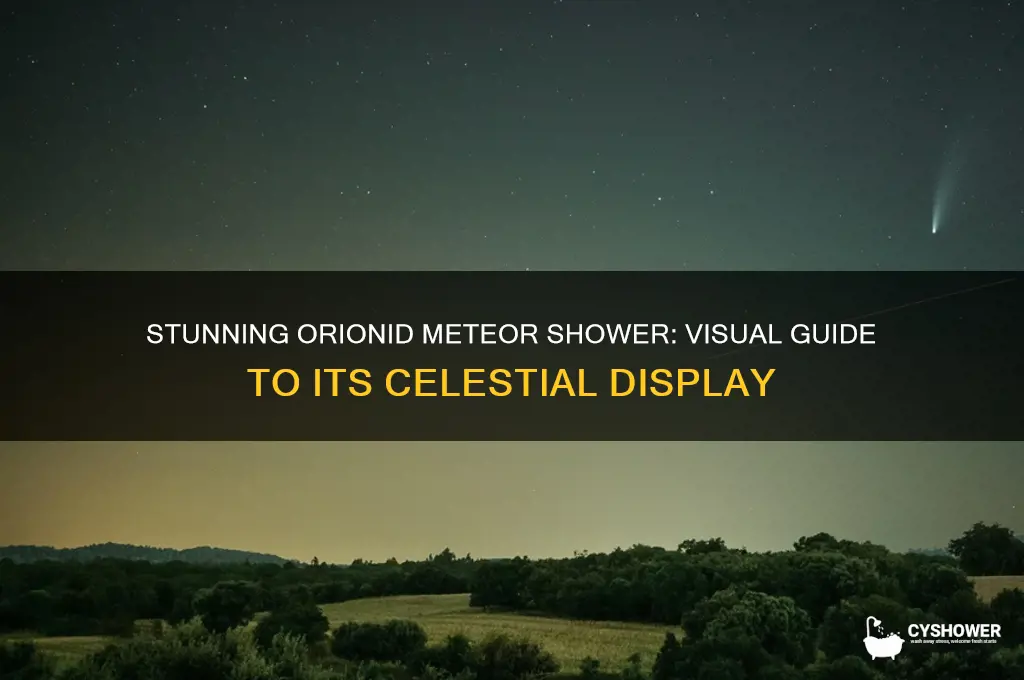 what does orionid meteor shower look like