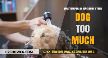 Over-Bathing Blues: The Surprising Downsides of Showering Your Dog Too Much