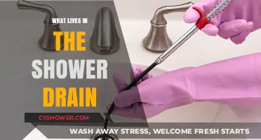 Unseen Shower Drain Dwellers: Exploring the Hidden Micro-World Below