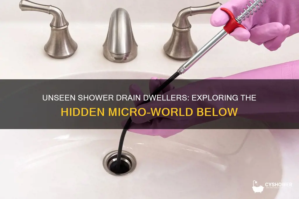 what lives in the shower drain