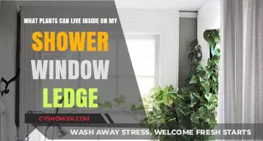 Shower Window Ledge Plants: Best Indoor Greenery for Humid Bathrooms