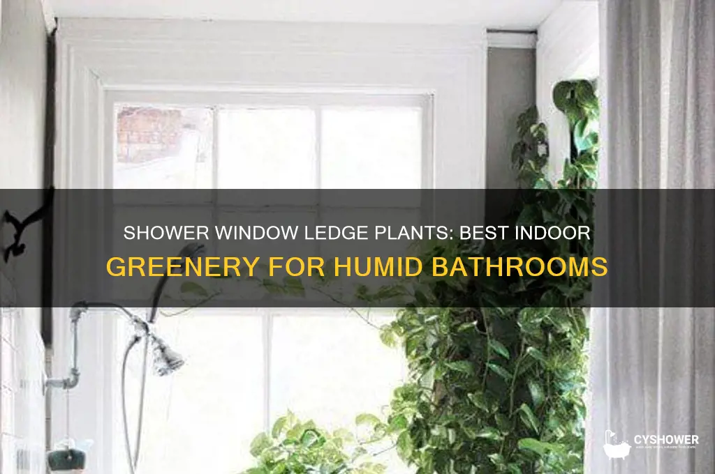 what plants can live inside on my shower window ledge