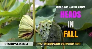 Fall's Unique Showerhead Plants: Nature's Whimsical Autumn Display Unveiled