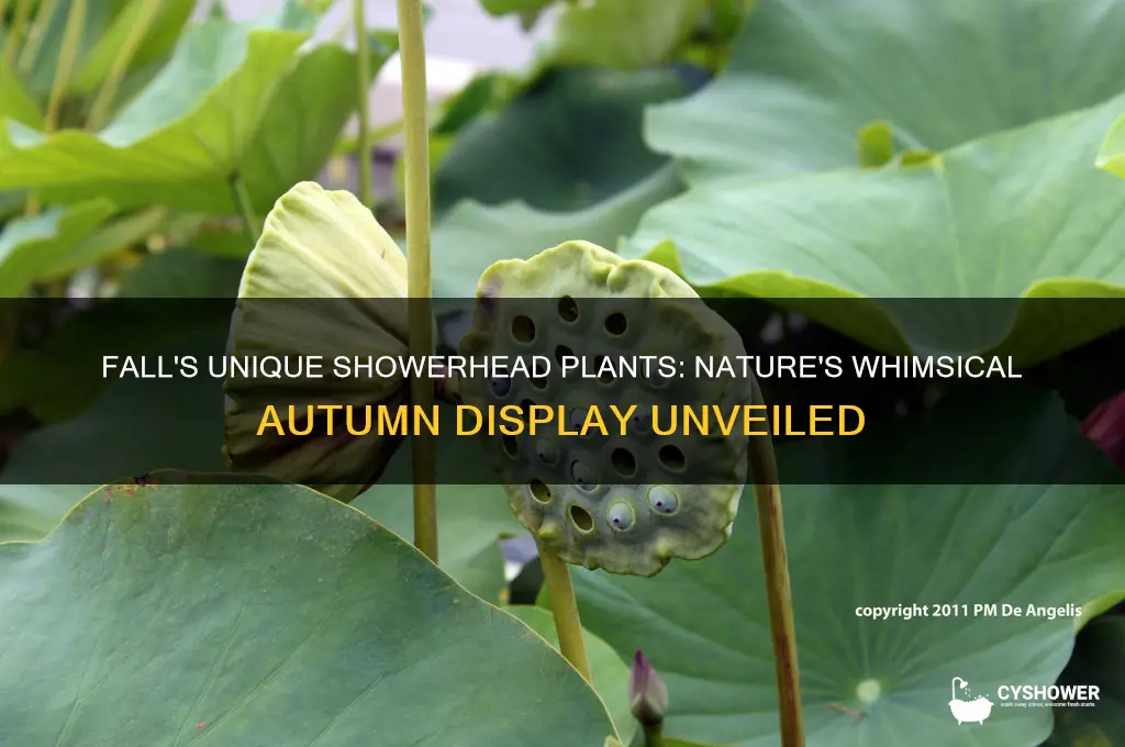 what plants look like shower heads in fall