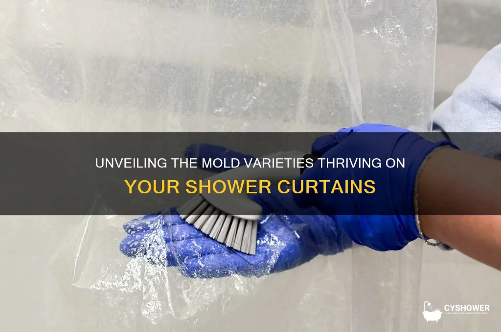 what types of mold grow on shower curtains