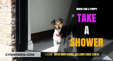 When Can Puppies Have Their First Shower: A Complete Guide