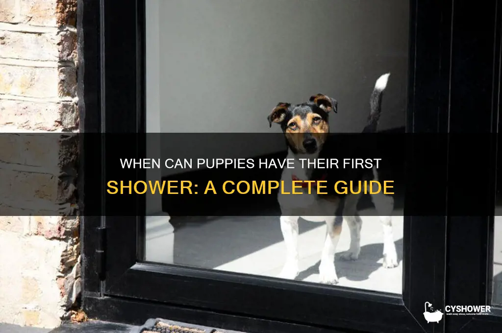 when can a puppy take a shower