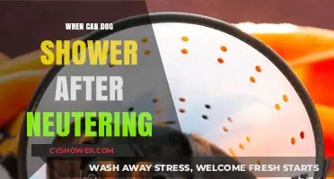Post-Neutering Dog Care: When Is It Safe to Shower Your Pet?