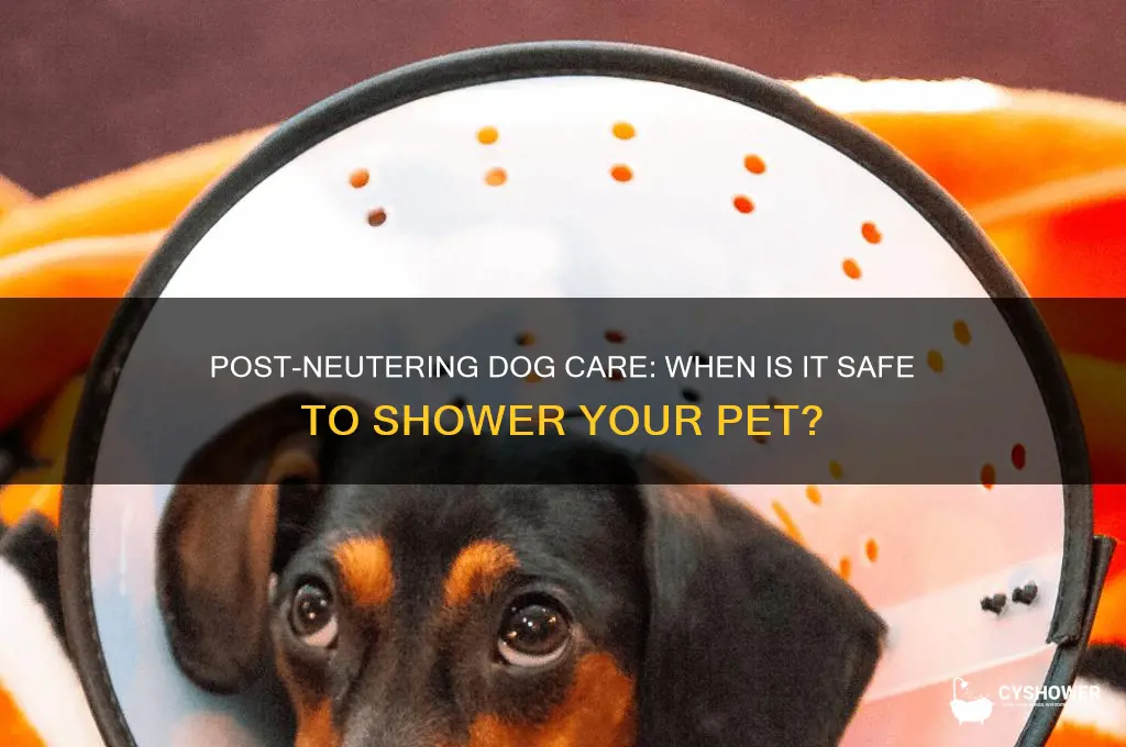 when can dog shower after neutering