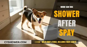 Post-Spay Dog Care: When Is It Safe to Shower Your Pup?